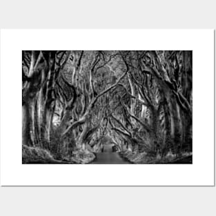 Avenue of trees Posters and Art